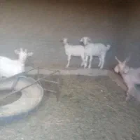 گوسفند|حیوانات مزرعه|بیرجند, |دیوار