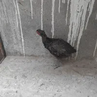 مرغ وخروس  خانگی یک جفت|پرنده|مشهد, کوشش|دیوار