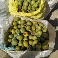 گردو فروشی
