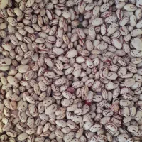 لوبیا چیتی (کپسولی) تمیز و رنگ دار محصول امسال|خوردنی و آشامیدنی|سراب, |دیوار