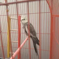 عروس هلندی وایت فیس نر مولد