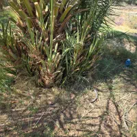 جنگ پاجوش|گل و گیاه طبیعی|ریگان, |دیوار