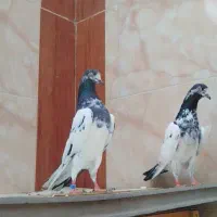 پاکستانی کبوتر دو رقمی هوش قوی با گارانتی|پرنده|فشم, |دیوار