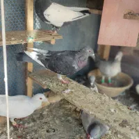 تعدادی کبوتر غریب