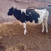 حیوانات مزرعه|حیوانات مزرعه|تربت‌حیدریه, بالا ولایت|دیوار