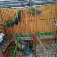 کوتوله برزیلی و اوپال و فیشر|پرنده|اصفهان, برزان|دیوار