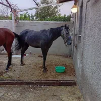 اسب دره شور و کرد نریون