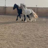 به چندکارگر در باشگاه سوارکاری نیازمندیم