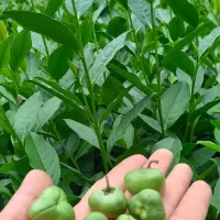 چای خشک محلی ارگانیک ۱۰۰٪ خالص