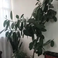 گل دیفن باخیا