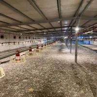 فروش زمین با پروانه مرغداری ۲۰هزاری|فروش زمین و ملک کلنگی|باشتین, |دیوار