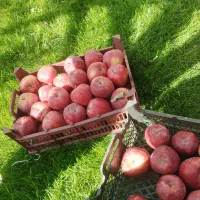 سیب|خوردنی و آشامیدنی|باسمنج, |دیوار