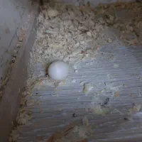 عروس هلندی|پرنده|چهاردانگه (تهران), |دیوار