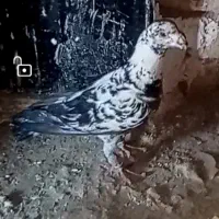 نرو ماده بزک
