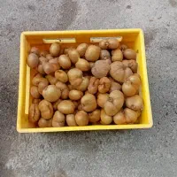 کیوی دوقلو و ریز مخصوص خشک کردن و مربا