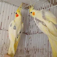 دوکت لوتینو