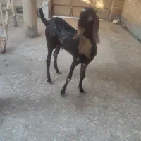 پنجاب دورگ قد بلند|حیوانات مزرعه|چابهار, |دیوار