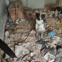 فروش سگ ماده