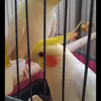 عروس جفت رام و دستی نر سخنگو میباشد  با ۵ تا تخم