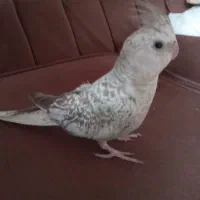 عروس هلندی سالم وسرحال|پرنده|سنندج, |دیوار