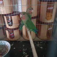 جفت طوطی کتوله