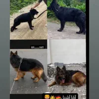 ژرمن|سگ|نشتارود, |دیوار