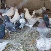 کبوتر کفتر|پرنده|پاکدشت, پاکدشت (مامازند)|دیوار