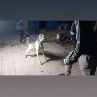 سگ نگهبان|سگ|مشهد, سیس‌آباد|دیوار