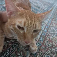 گربه بازیگوش