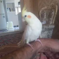 عروس هلندی سینامون ماده ۱۰ ماهه