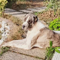 سگ خراسانی نر