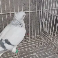 کفتر رنگی|پرنده|مشهد, منزل آباد|دیوار
