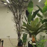 بزرگترین پخش کننده انواع درختچه مصنوعی در اراک|گل مصنوعی|اراک, |دیوار