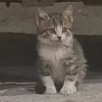 جویای کار شیفت صبح