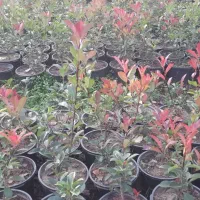 فروش فتونیا