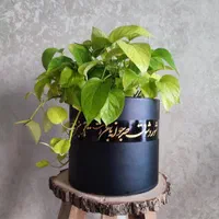 فروشگاه گل و گلدون آراسته|گل و گیاه طبیعی|تهران, چهارصد دستگاه|دیوار