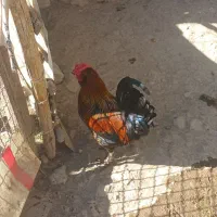 خروس گلین لری|حیوانات مزرعه|قم, علی آباد سعدگان|دیوار