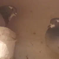 فروش یک جفت دمگیر خرقه سیمونی