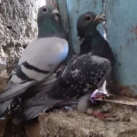 پلاکی مسافتی|پرنده|چگنی, |دیوار