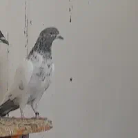 نرکله ای پلاک دار