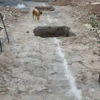 سگ نژاد دار