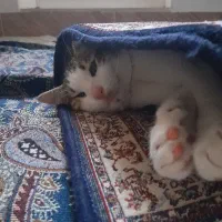 گربه خانگی|گربه|کرمانشاه, |دیوار