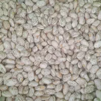 لوبیا جیتی ارتشی