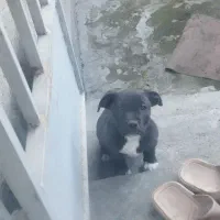 سگ پیت بول ماده