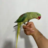 شاه طوطی