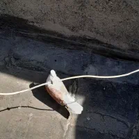 کفتر پشت طوقی و جنگلی و کله سارو سینه