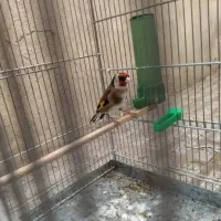 سیره|پرنده|جوادآباد, |دیوار