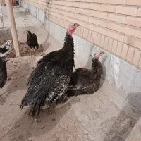 بوقلمون|حیوانات مزرعه|کرمان, |دیوار