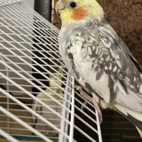 عروس هلندی گم شده