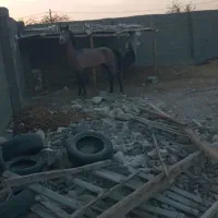 اسب|اسب و تجهیزات اسب‌سواری|بندر کنگان, |دیوار